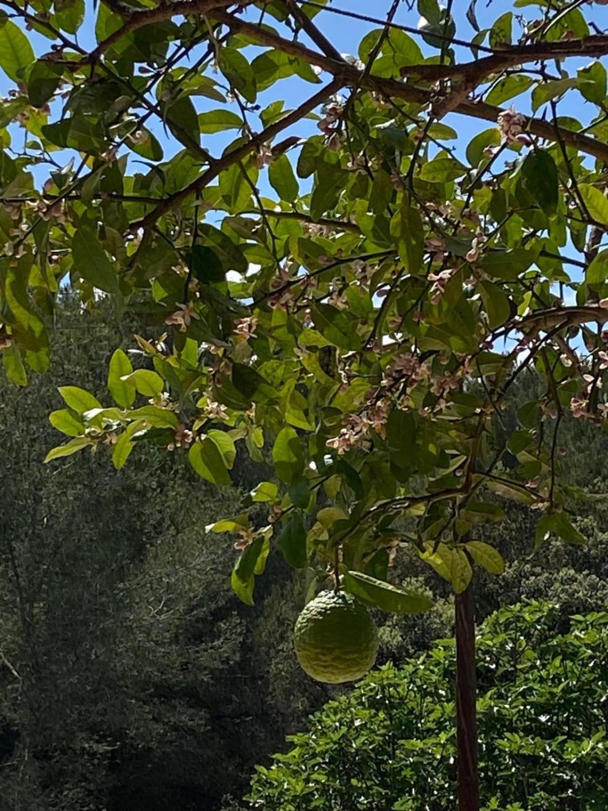 La Casa Dels Boscos Villa Tarragona Ngoại thất bức ảnh
